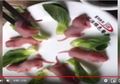 5 Makanan Tersadis di Asia Ini Bikin Kamu Merinding Sebelum Memakannya