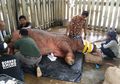 Sang Jantan Terakhir di Malaysia Mati, Harapan Kelestarian Badak Sumatera Kini di Tangan Indonesia