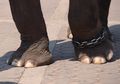 Menyedihkan! Dipaksa Berjalan Saat Terik untuk Menarik Wisatawan, Bayi Gajah Ini Tumbang