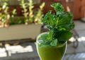 Ingin Kulit Glowing Seperti Wanita Korea dalam #5MenitAja? Rutin Konsumsi Smoothie Kale Kuncinya