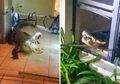 Pecahkan Kaca Jendela, Buaya Ini Masuk Ke Rumah dan Lakukan Hal Tak Terduga Ini