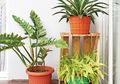 Yuk Kenalan dengan Monstera dan Cara Merawatnya, Mudah Banget!