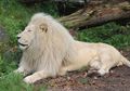 10 Hewan Albino yang Mungkin Belum Pernah Kalian Lihat Sebelumnya