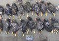 Akibat Perubahan Iklim, Burung Puffin Alami Kematian Massal
