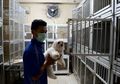 Selain Paham Perasaan, Anjing Juga Berevolusi Agar Bisa Berkomunikasi dengan Manusia