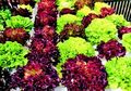 Hidroponik Menanam dalam Air Cocok untuk Berkebun di Rumah, Kenali 5 Cara yang Dikenal di Seluruh Dunia
