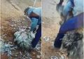 (Video) Sekelompok Orang Temukan Burung Emu Terjebak di Pagar Kawat, Bukan Diselamatkan, Justru Ini yang Mereka Lakukan