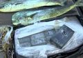 Ikan Meloncat-loncat Seolah Memberi Pertanda, Saat Didekati Nelayan Temukan Barang Bernilai Rp14 Miliar Ini: 'Ini Bukan Hal Wajar'