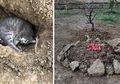 Viral Kisah Kucing Mati Usai Dipukul Anak Kecil di Acara Halal Bihalal