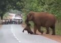 Kisah Para Gajah Beriringan Membawa Jenazah Gajah yang Mati untuk Lakukan Upacara Pemakaman