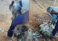 Parah! Burung Emu Berusaha Ditunggangi Seorang Pria dan Bulu-bulunya 'Digunduli'