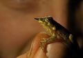 Katak Berhidung Panjang Seperti Pinokio Ditemukan di Perbatasan Indonesia-Papua Nugini