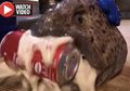 (Video) Kepala Ikan yang Terputus Masih Sanggup Menggigit dan Menghancurkan Kaleng Berisi Minuman