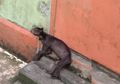 Viral Potret Kondisi Beruang Madu di Kebun Binatang di Singkawang, Kurus Kering Memprihatinkan