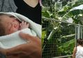Dibuang Ibunya dari Lantai Lima, Bayi Ini Selamat Berkat Daun Pisang, Kok Bisa?