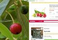 Nyaris Sentuh Harga Setengah Juta Rupiah, Ini 9 Manfaat Tak Terduga Buah Kersen yang Mahal