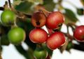 Dulu Tumbuh di Pinggir Jalan dan Dibuat Mainan, Kini Buah Kersen Dijual Nyaris Setengah Juta Rupiah Sekilo!