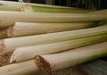 Di Indonesia Dibuang, Batang Pohon Pisang Ternyata Punya Harga Fantastis di Amerika hingga Dipercaya Punya 10 Manfaat Luar Biasa