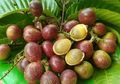 Langka dan Harganya Selangit, Buah Asal Tanah Papua Ini Menyimpan Manfaat Bagi Kesehatan Tubuh