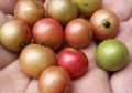 Kersen, Buah Mungil yang Punya Banyak Manfaat Bagi Kesehatan