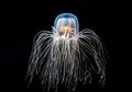 Turritopsis dohrnii, Ubur-ubur Abadi yang Bisa 'Mencurangi' Kematian