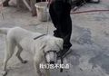 Berkedok Memeriksa Kesehatan Anjing yang Akan Diadopsi, Dua Pria Ini Justru Lakukan Hal Keji pada Hewan Tersebut