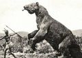Temui Penguasa Amazon Zaman Prasejarah, Kungkang Tanah Raksasa Sebesar Gajah