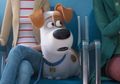 2 Alasan Kenapa Harus Nonton The Secret Life of Pets 2, Beli Tiketnya!