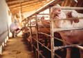 Virus Flu yang Berpotensi Timbulkan Pandemi Ditemukan di Tiongkok