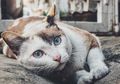 Jarang Temukan Bangkai Kucing yang Mati? Ternyata Ini Alasannya