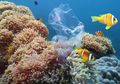 Dampak Perubahan Iklim Pada Ikan di Laut Bisa Dilihat Melalui Tengkoraknya