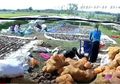 Iles-iles alias Tanaman Porang Tinggi Karbohidrat Tapi Menyehatkan, Bisa Turunkan Kolesterol hingga Gula Darah, 2 Musim Menghasilkan 700 juta!