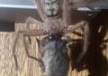 Pasangan Ini Terkejut Dapati Laba-laba Mangsa Hewan Sebesar Anak Tikus yang Ukurannya Lebih Besar Darinya