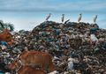 Bu Susi Pudjiastuti Geram Sampah Luar Negeri Dibuang Ke Indonesia, Ini yang Bisa Anak Muda Lakuin Buat Return Sampah!