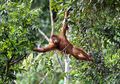 Rayakan Momen Lulus Sekolah, Lihat Foto-foto Momen Kebahagiaan Orangutan Sumatra di Habitatnya