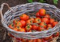 Perangi Kanker dan Penuaan Dini, Bahan Dapur yang Ajaib Ini Bisa Jadi Kunci