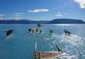 Bencana Global Mengancam? Lautan Es di Greenland Mencair Setara 80.000 Patung Liberty