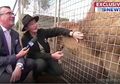 Sedang Siaran di Televisi, Reporter Ini Dipermalukan Oleh Seekor Singa dengan Cara Menjijikan