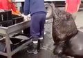 (Video) Lucu dan Menggemaskan, Singa Laut Ini Pilih Pergi ke Pasar untuk 'Membeli' Ikan Daripada Susah-susah Menangkap di Laut