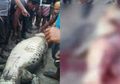 Buaya 'Gendut' Ditangkap Warga, saat Dibelah Ternyata Perutnya Berisi Potongan Tubuh Manusia