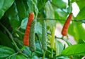 Bukan untuk Sambal, Tapi Cabai Jawa Bisa Obati Lesu sampai Sakit Perut