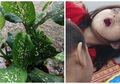 Gigit Tanaman Hias di Rumahnya, Bocah 4 Tahun Alami Kejang, Pembengkakan dan Mati Rasa
