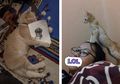 Ngeselin Tapi Kocak, 10 Kompilasi Foto Kelakuan Kocak Kucing Oren yang Dikenal 'Barbar'