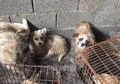 1,5 Juta Orang Telah Menandatangani Petisi untuk Melarang Festival Daging Anjing