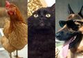 Mulai Gigoo si Ayam Hingga Kalu si Simpanse, Ini 8 Hewan Terkaya dalam Sejarah