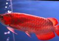 Hebat, Ikan Arwana Kapuas Hulu dari Kalbar Terjual Hingga Rp875 juta di China