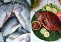 Sering Dikonsumsi, Nyatanya Ikan Mujair Simpan 5 Bahaya Ini Buat Kesehatan! Hati-hati!
