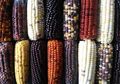 Petani Cianjur Sukses Budidayakan Jagung Warna-warni dengan 12 Warna