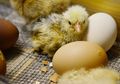 Telur Herbal Diklaim Paling Sehat, Inilah Perbedaannya dengan Telur Lainnya