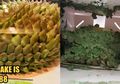 Pesan Online Kue Durian untuk Rayakan Ulang Tahun Ibunya, Wanita Ini Dikecewakan dengan Hasilnya